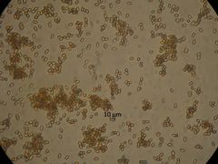 Cortinarius minoscaurus