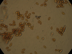 Cortinarius minoscaurus