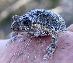 Crinia pseudinsignifera