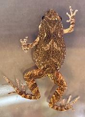 Crinia pseudinsignifera