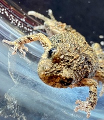 Crinia pseudinsignifera