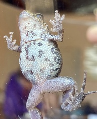 Crinia pseudinsignifera