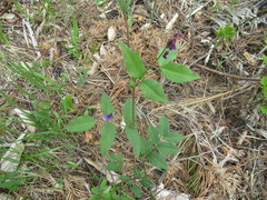 Vicia venosa baicalensis