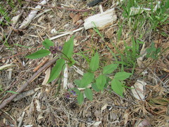Vicia venosa baicalensis