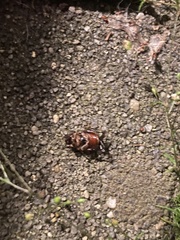 Popillia japonica