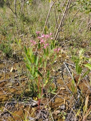 Apocynum venetum