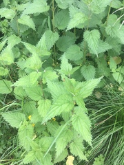 Urtica dioica