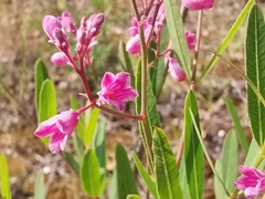 Apocynum venetum