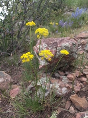 Harbouria trachypleura