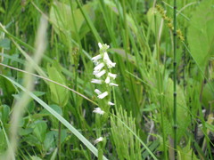 Spiranthes lucida