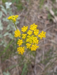 Harbouria trachypleura