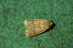 Agrochola nitida