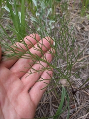 Harbouria trachypleura