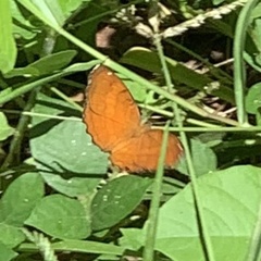 Ariadne ariadne