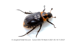 Phyllopertha diversa