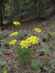 Harbouria trachypleura