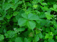 Rubus armipotens