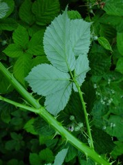 Rubus armipotens