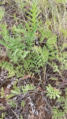 Artemisia latifolia