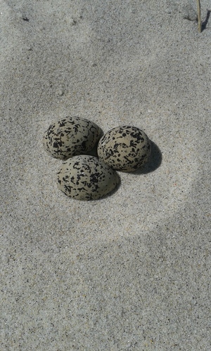 photo of Kentish Plover (Charadrius alexandrinus)