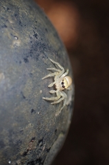 Epocilla