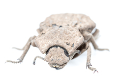 Pelecyphorus regularis