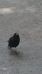 Sturnus vulgaris