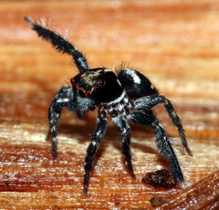 Saitis virgatus