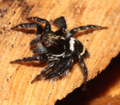 Saitis virgatus