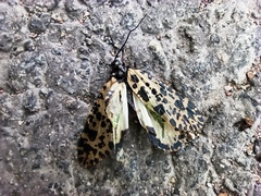 Semblis phalaenoides