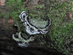 Auricularia mesenterica
