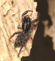 Ocrisiona melancholica