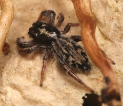 Ocrisiona melancholica