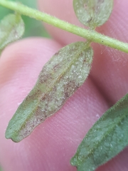 Peronospora mayorii