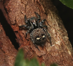 Saitis virgatus