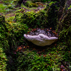 Fomitopsis hemitephra