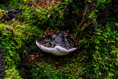 Fomitopsis hemitephra