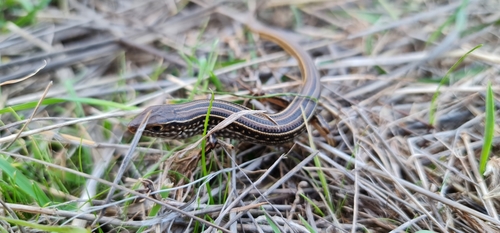 Straight-browed Ctenotus