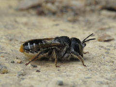 Lithurgus