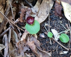 Corybas fimbriatus