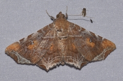 Episparis liturata