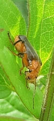 Cantharis livida