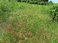 Cyperus pilosus