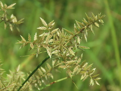 Cyperus pilosus