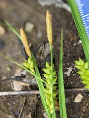 Carex conoidea