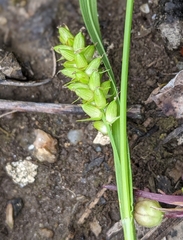 Carex conoidea
