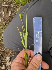 Carex conoidea