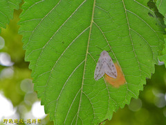 Lemyra rhodophilodes