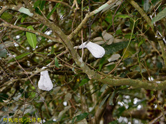 Cerataphis jamuritsu