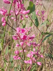 Apocynum venetum